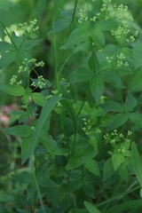 Galium valantioides