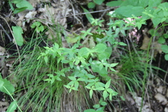 Galium valantioides