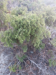 Juniperus navicularis