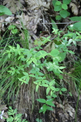 Galium valantioides
