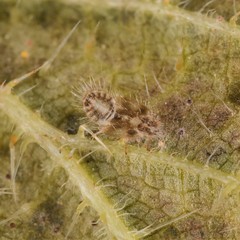 Trioza urticae