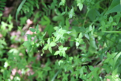 Galium valantioides