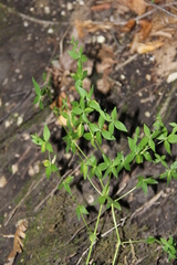 Galium valantioides