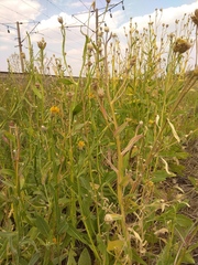 Centaurea chartolepis
