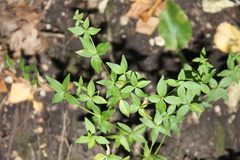 Galium valantioides