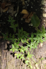 Galium valantioides