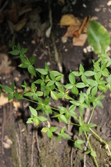 Galium valantioides