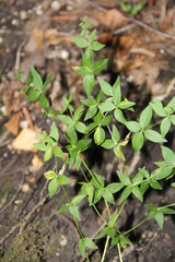 Galium valantioides