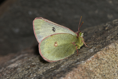 Colias tyche thula