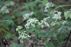 Galium valantioides