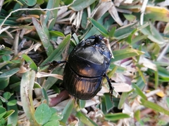 Copris hispanus hispanus