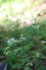 Galium valantioides