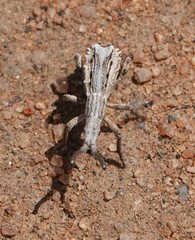Episus