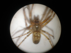 Tetragnatha dearmata