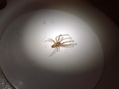 Tetragnatha dearmata