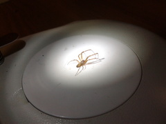 Tetragnatha dearmata