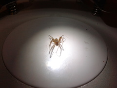 Tetragnatha dearmata