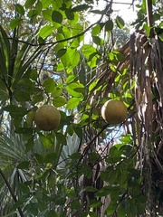 Citrus × aurantium image