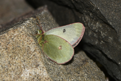 Colias tyche thula