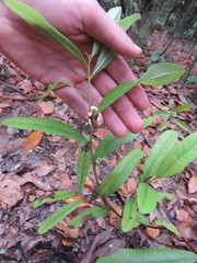 Asimina angustifolia