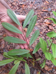 Asimina angustifolia