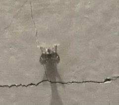 Clogmia albipunctata