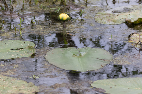spatterdock