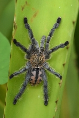 Pachistopelma rufonigrum