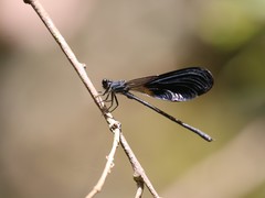 Calopterygoidea