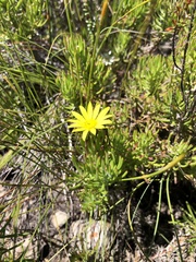Osteospermum subulatum