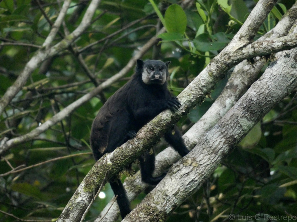 Mottle-faced Tamarin