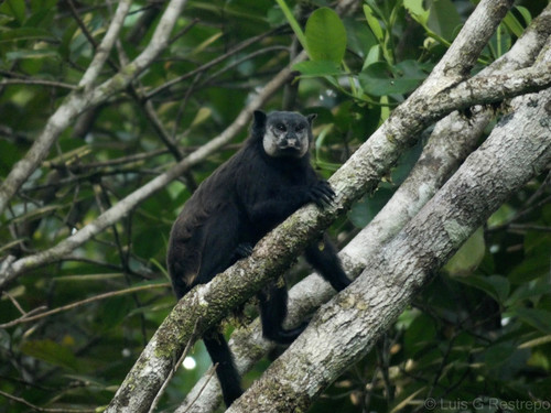 Saguinus inustus