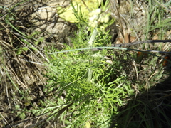 Hymenopappus
