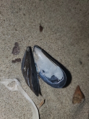 Mytilus edulis