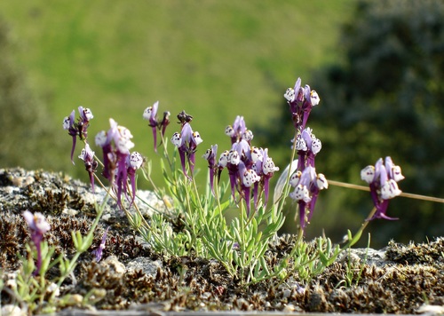 Linaria amethystea