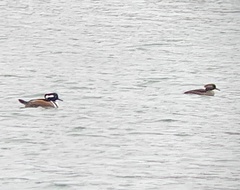 Lophodytes cucullatus