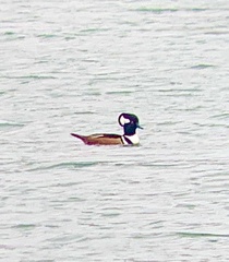 Lophodytes cucullatus