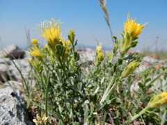 Ericameria discoidea