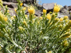 Ericameria discoidea