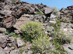 Ericameria discoidea