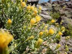 Ericameria discoidea