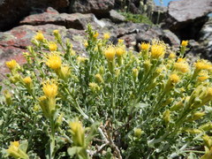 Ericameria discoidea