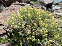 Ericameria discoidea