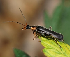 Podabrus alpinus