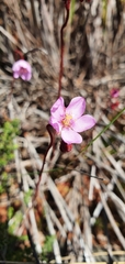 Drosera trinervia