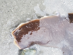 Saccharina latissima