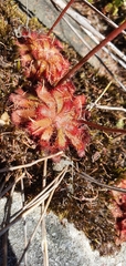 Drosera trinervia