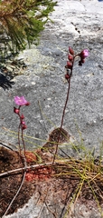 Drosera trinervia