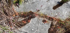 Drosera trinervia