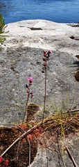 Drosera trinervia